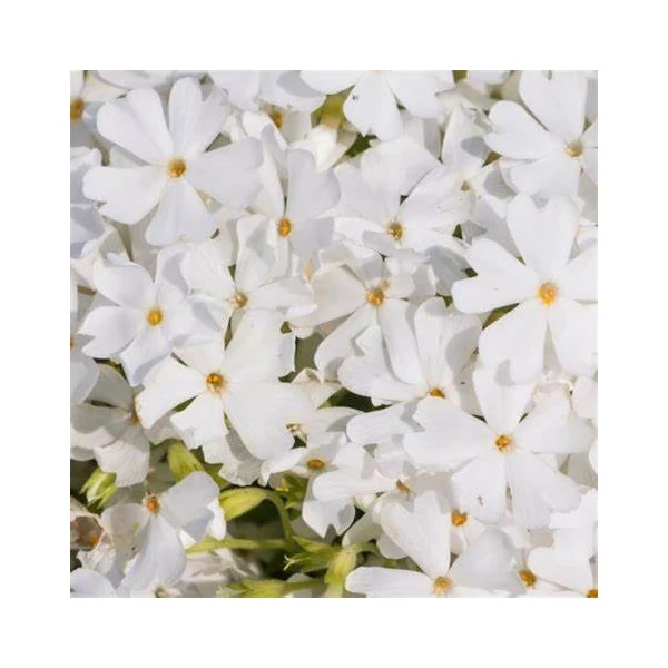 Phlox subulata 'Fabulous White' - Árlevelű lángvirág