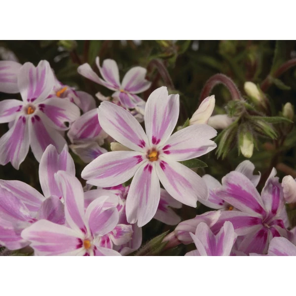 Phlox subulata 'Kimono Pink White' - Árlevelű lángvirág