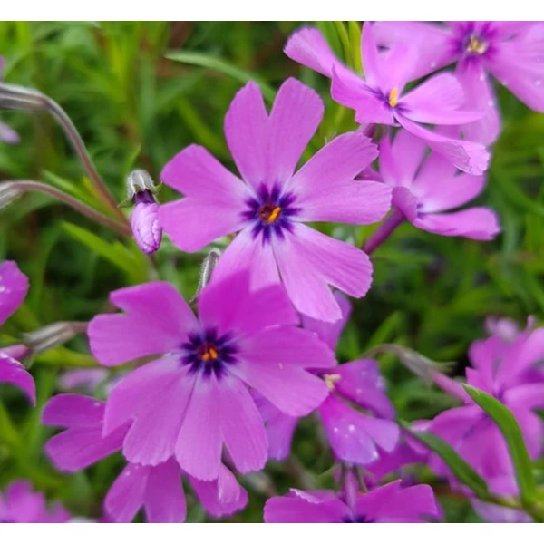 Phlox subulata 'Purple Beauty' - Árlevelű lángvirág