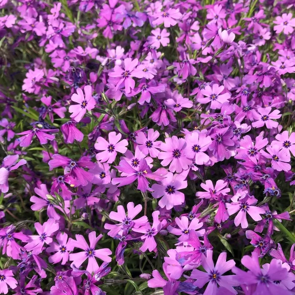 Phlox subulata 'Purple Beauty' - Árlevelű lángvirág