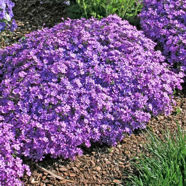 Phlox subulata 'Purple Beauty' - Árlevelű lángvirág