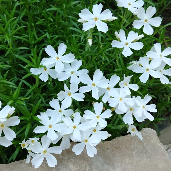Phlox subulata 'Snowflake' - Árlevelű lángvirág