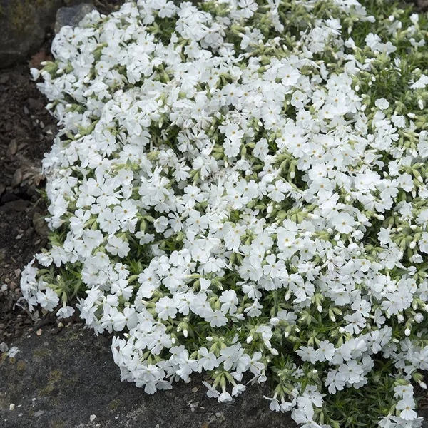 Phlox subulata 'Snowflake' - Árlevelű lángvirág