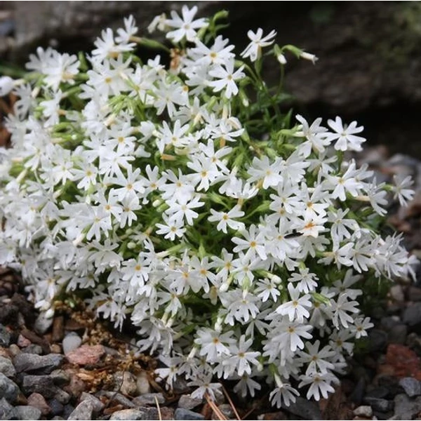 Phlox subulata 'Snowflake' - Árlevelű lángvirág
