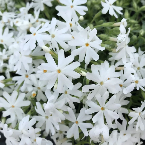 Phlox subulata 'Snowflake' - Árlevelű lángvirág