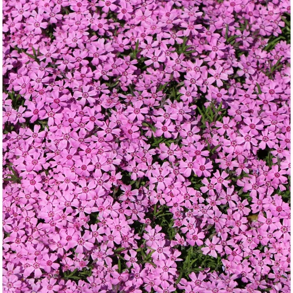 Phlox subulata 'Zwergenteppich' - Árlevelű lángvirág