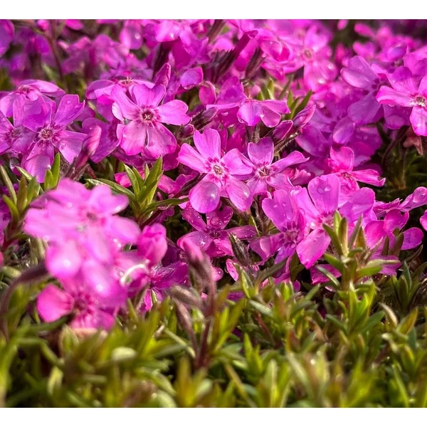 Phlox subulata 'Zwergenteppich' - Árlevelű lángvirág