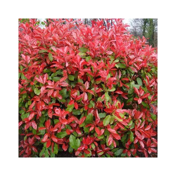 Photinia x fraeseri 'Red Robin' - Korallberkenye