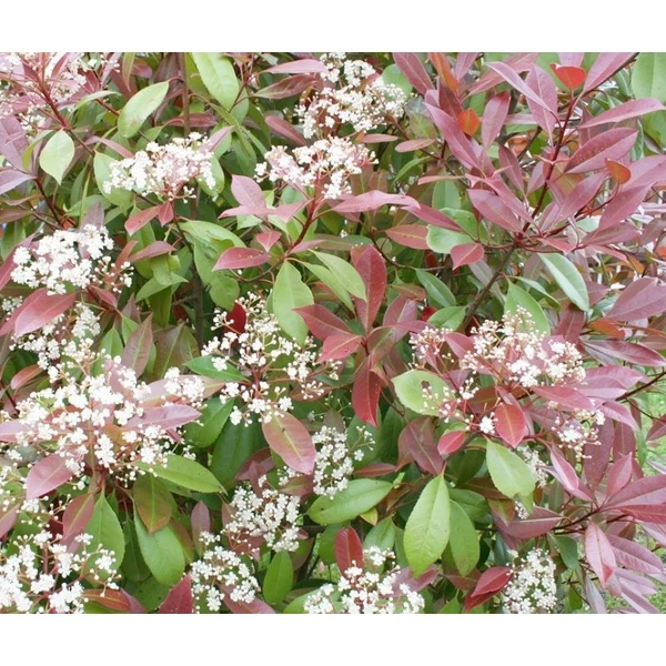 Photinia x fraeseri 'Red Robin' - Korallberkenye