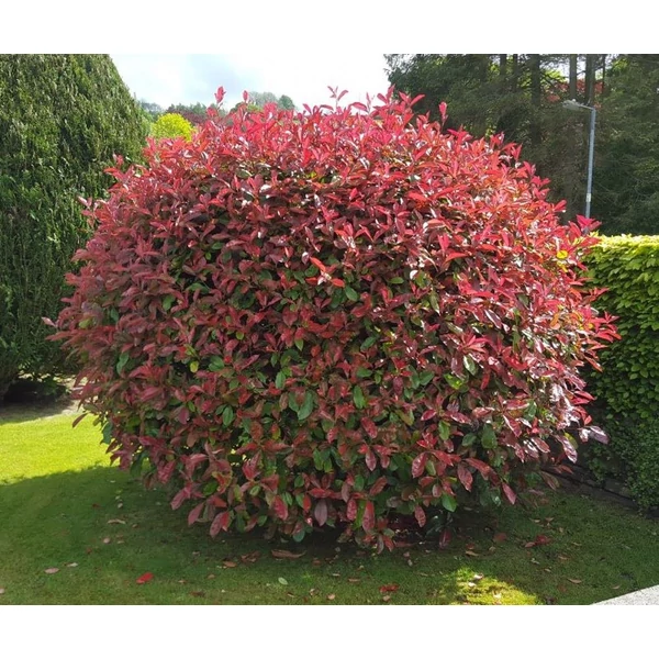 Photinia x fraeseri 'Red Robin' - Korallberkenye