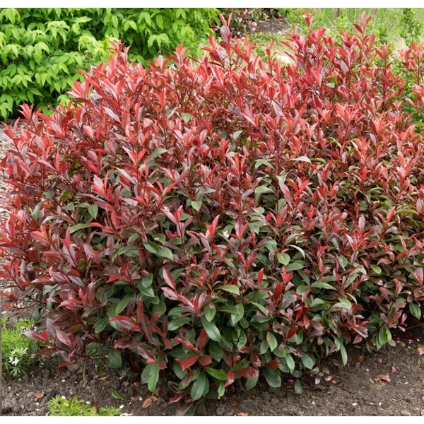 Photinia x fraseri 'Carre Rouge' - Korallberkenye