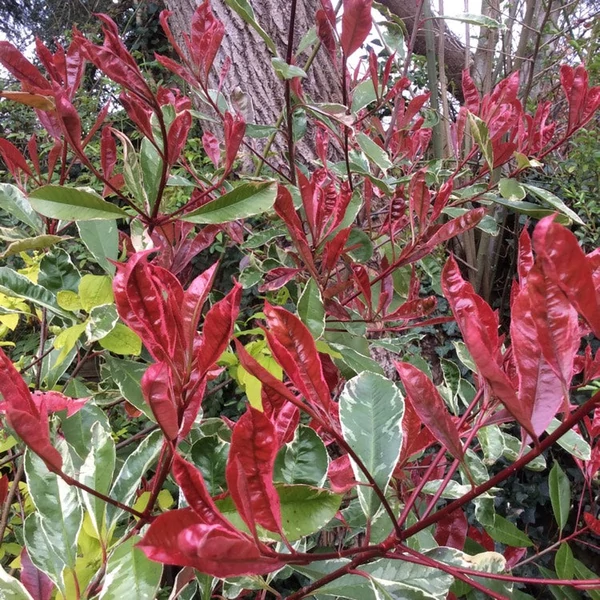 Photinia x fraseri 'Pink Marble' (syn.: 'Cassini') - Korallberkenye