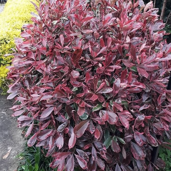 Photinia x fraseri 'Pink Marble' (syn.: 'Cassini') - Korallberkenye