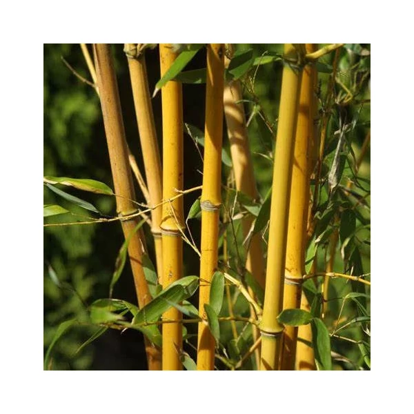 Phyllostachys aureosulcata 'Aureocaulis' - Bambusz
