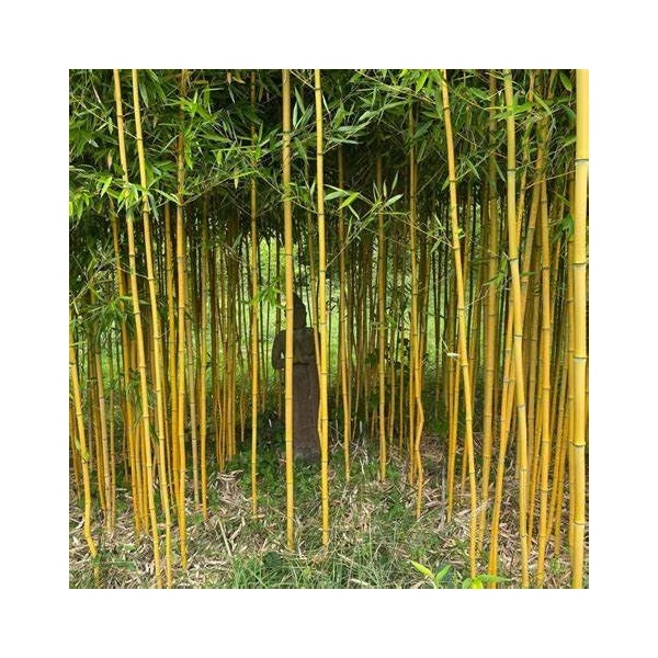 Phyllostachys aureosulcata 'Aureocaulis' - Bambusz