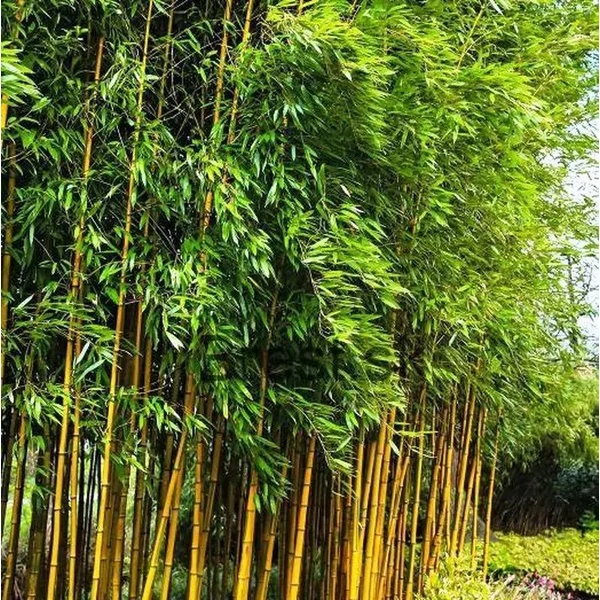 Phyllostachys aureosulcata 'Aureocaulis' - Bambusz
