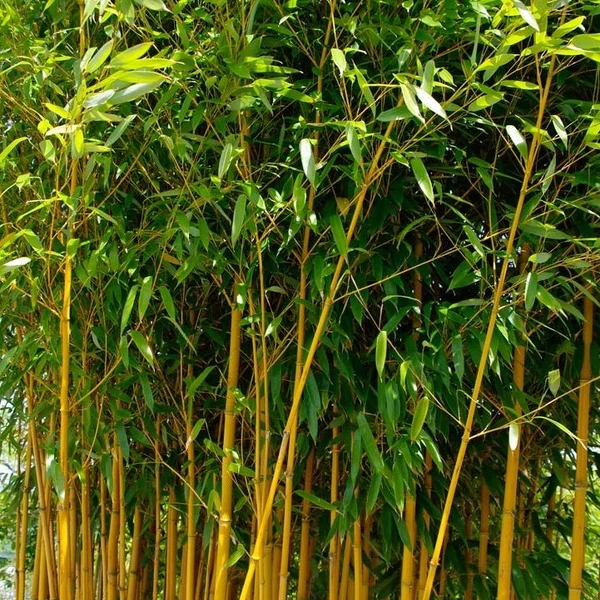 Phyllostachys aureosulcata 'Aureocaulis' - Bambusz