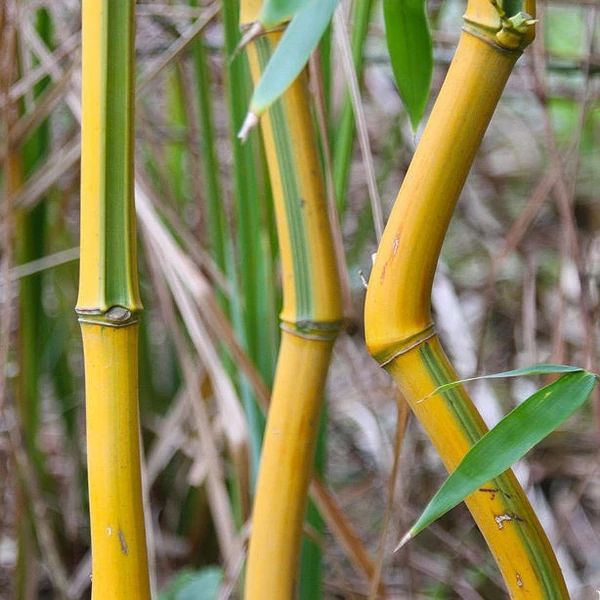 Phyllostachys aureosulcata 'Spectabilis' - Bambusz