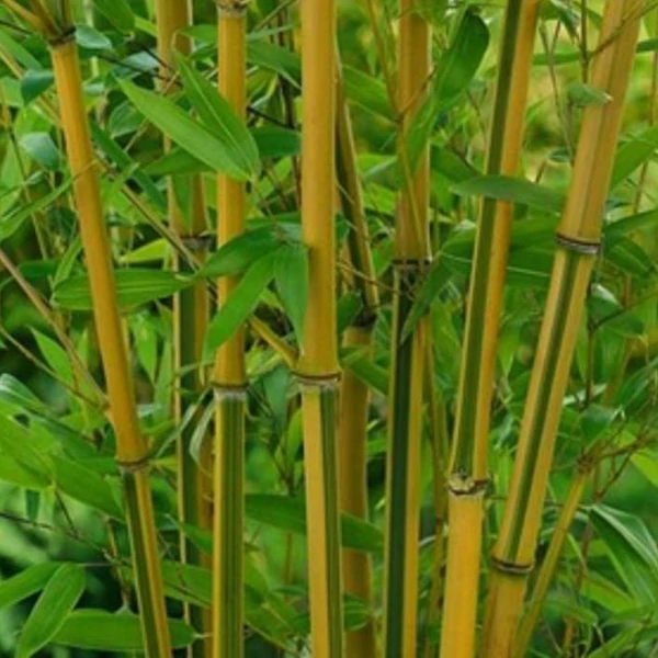 Phyllostachys aureosulcata 'Spectabilis' - Bambusz