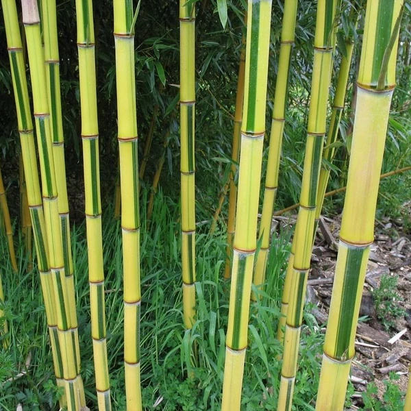 Phyllostachys aureosulcata 'Spectabilis' - Bambusz