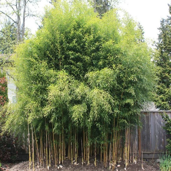 Phyllostachys aureosulcata 'Spectabilis' - Bambusz