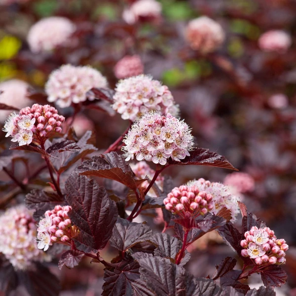 Physocarpus opulifolius 'Lady in Red' – Bangitalevelű hólyagvessző