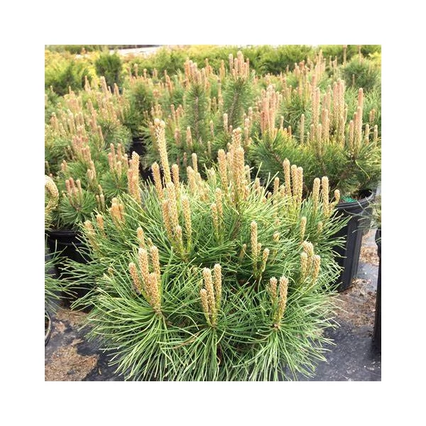 Pinus mugo 'Pumilio' - Havasi törpefenyő