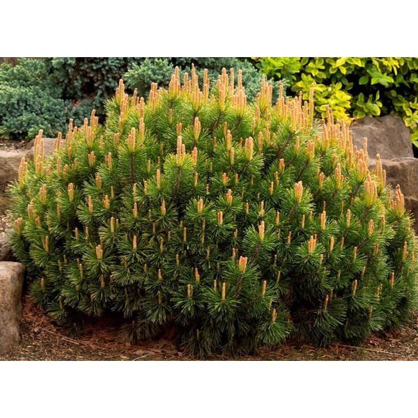 Pinus mugo 'Pumilio' - Havasi törpefenyő