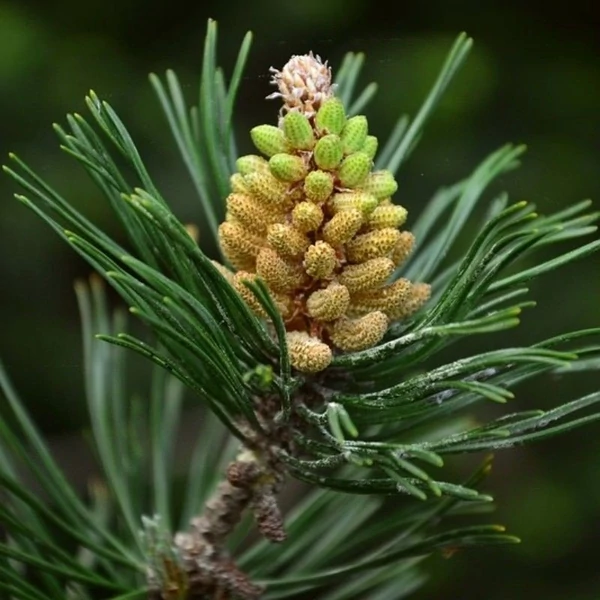Pinus mugo 'Pumilio' - Havasi törpefenyő