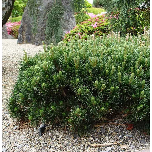 Pinus mugo 'Pumilio' - Havasi törpefenyő