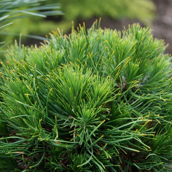 Pinus mugo 'Varella' - Havasi törpefenyő