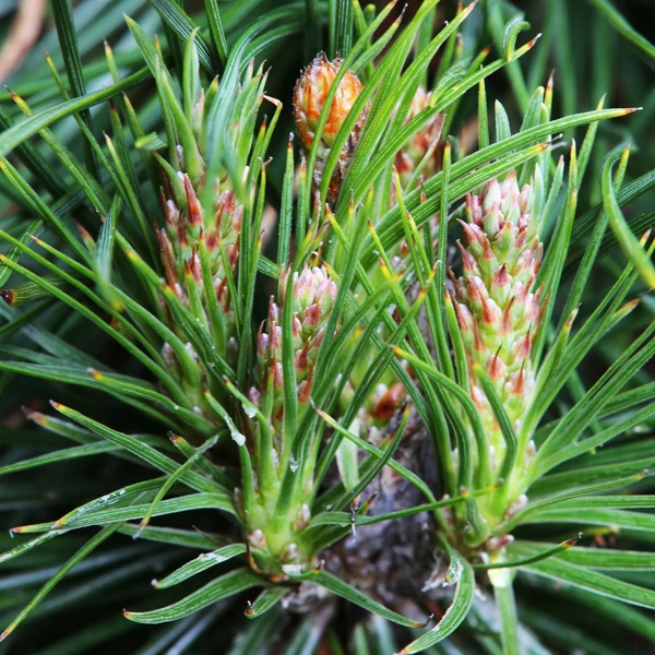 Pinus mugo 'Varella' - Havasi törpefenyő
