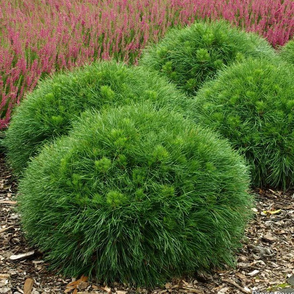 Pinus mugo 'Varella' - Havasi törpefenyő