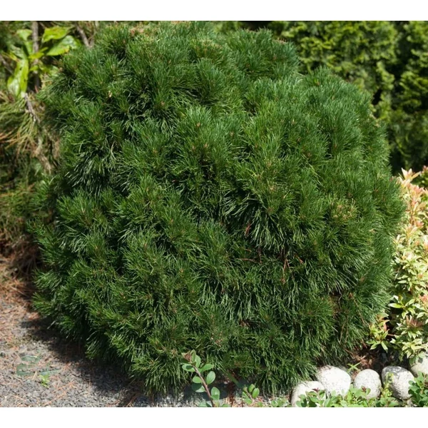 Pinus mugo 'Varella' - Havasi törpefenyő