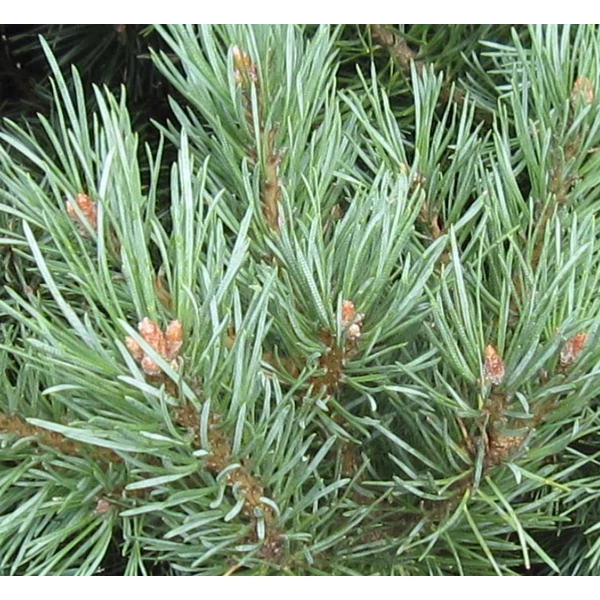 Pinus sylvestris - Erdeifenyő