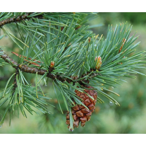 Pinus sylvestris - Erdeifenyő