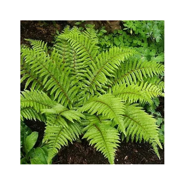 Polystichum polyblepharum – Vesepáfrány