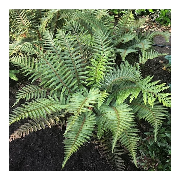 Polystichum polyblepharum – Vesepáfrány