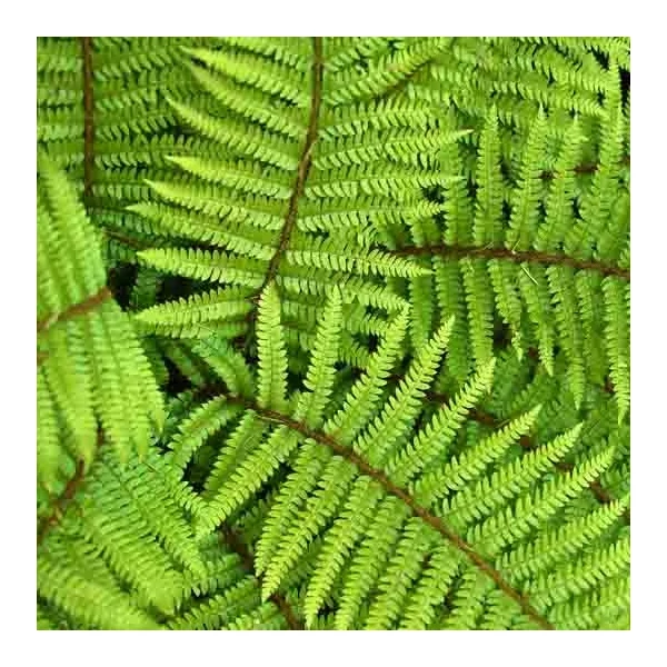 Polystichum polyblepharum – Vesepáfrány