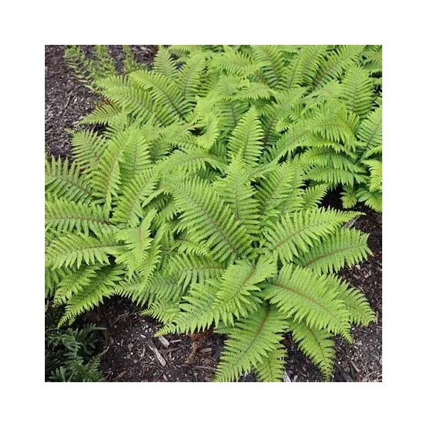 Polystichum polyblepharum – Vesepáfrány