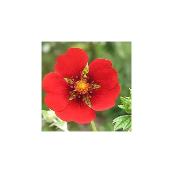 Potentilla 'Flamenco' – Pimpó