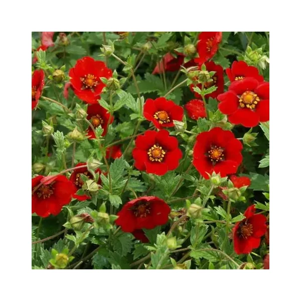 Potentilla 'Flamenco' – Pimpó