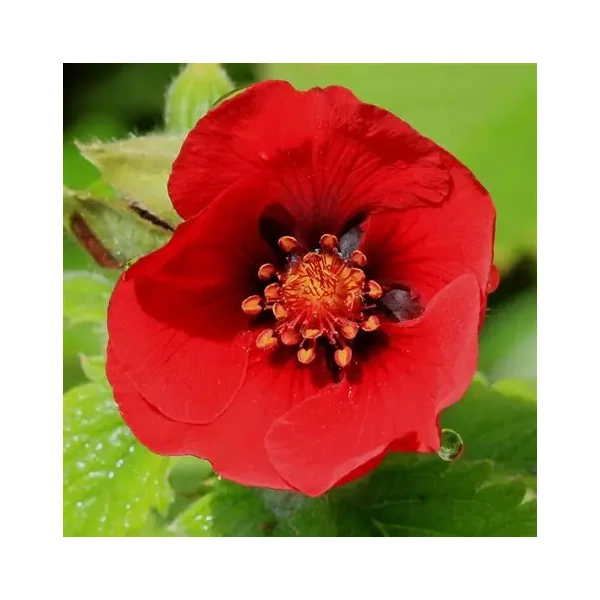 Potentilla 'Flamenco' – Pimpó