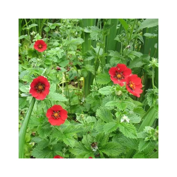Potentilla 'Flamenco' – Pimpó