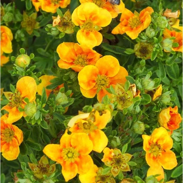 Potentilla fruticosa 'Mango Tango' - Cserjés pimpó