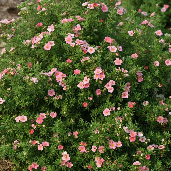 Potentilla fruticosa 'Pink Paradise' - Cserjés pimpó