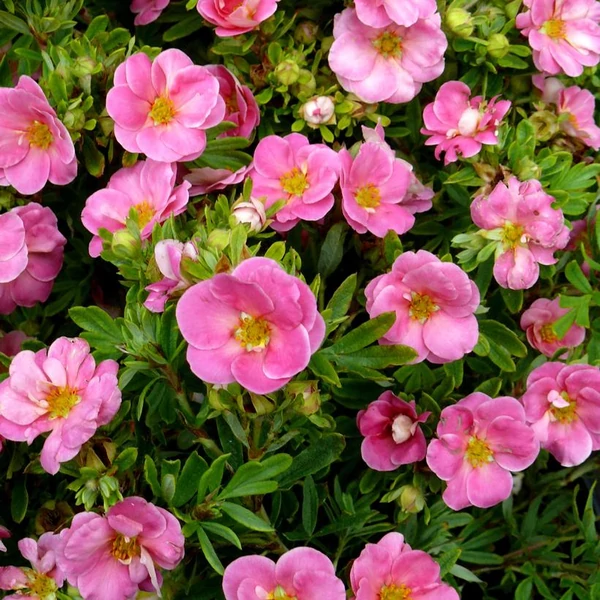 Potentilla fruticosa 'Pink Paradise' - Cserjés pimpó
