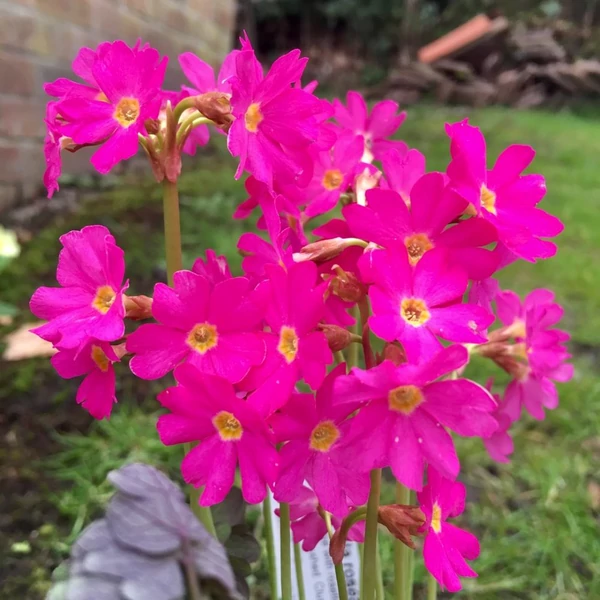 Primula rosea 'Grandiflora' - Rózsakankalin