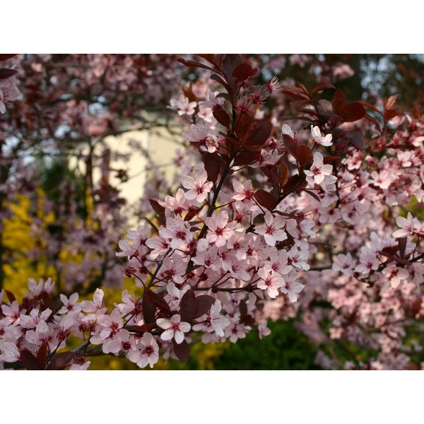 Prunus cerasifera 'Nigra' - Vérszilva