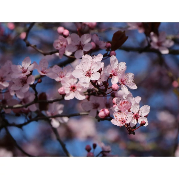 Prunus cerasifera 'Nigra' - Vérszilva